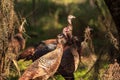 Wild osceola wild turkey Meleagris gallopavo osceola in the woods