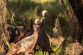 Wild osceola wild turkey Meleagris gallopavo osceola in the woods