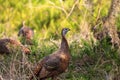 Wild osceola wild turkey Meleagris gallopavo osceola in the woods