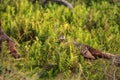 Wild osceola wild turkey Meleagris gallopavo osceola in the woods