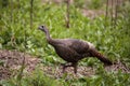 Wild osceola wild turkey Meleagris gallopavo osceola in the woods