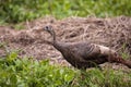 Wild osceola wild turkey Meleagris gallopavo osceola in the woods