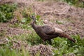 Wild osceola wild turkey Meleagris gallopavo osceola in the woods