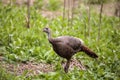 Wild osceola wild turkey Meleagris gallopavo osceola in the woods