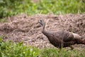 Wild osceola wild turkey Meleagris gallopavo osceola in the woods