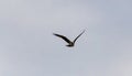 Osprey soaring in dark sky