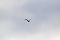 Osprey flying isolated against gray sky