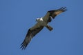 Wild Osprey in Lassen Volcanic National Park