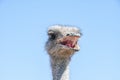 Wild Ostrich during a safari in Africa