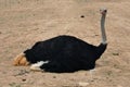 Wild ostrich