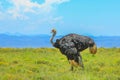 Wild ostrich on grass background