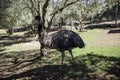 Wild ostrich