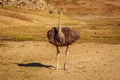 Wild Ostrich