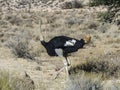 wild ostrich in the savannah