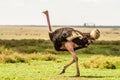 Wild Ostrich