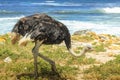 Wild Ostrich South Africa