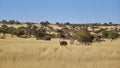 Wild ostrich walking through savannah grassland