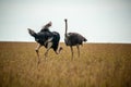 Wild ostriches walking on the yellow grass Royalty Free Stock Photo