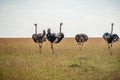 Wild ostriches walking on the yellow grass Royalty Free Stock Photo