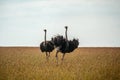 Wild ostriches walking on the yellow grass Royalty Free Stock Photo