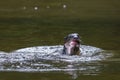 Wild otter catching fish on a river Royalty Free Stock Photo
