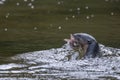 Wild otter catching fish on a river Royalty Free Stock Photo