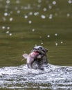 Wild otter catching fish on a river Royalty Free Stock Photo