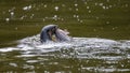 Wild otter catching fish on a river Royalty Free Stock Photo