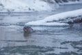 Wild otter crossing cold river in winter close-up Royalty Free Stock Photo