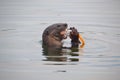 Wild otter eating a caught fish in the water Royalty Free Stock Photo