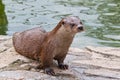 Wild otter