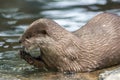 Wild otter in a river eating a fish