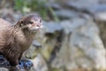 Wild otter standing by a country river. Wet animal by a waterfall