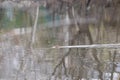 wild otter swims in the water Royalty Free Stock Photo