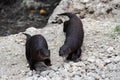 Wild Otters Royalty Free Stock Photo