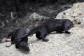 Wild Otters Royalty Free Stock Photo