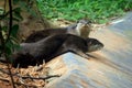 Wild Otters of Indian Origin Royalty Free Stock Photo