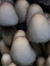 Closeup on cluster of wild ovate mushroom heads