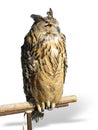 Wild owl Royalty Free Stock Photo