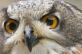 Wild owl Royalty Free Stock Photo