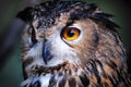 Wild owl closeup Royalty Free Stock Photo