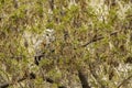 A wild owl hides in the branches of a tree in a city park