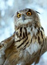 Art Wild owl  looking at camera Royalty Free Stock Photo