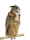 Wild owl sitting on a wooden support Royalty Free Stock Photo