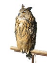 Wild owl sitting on a wooden support Royalty Free Stock Photo