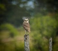 Wild owl in South American fields Royalty Free Stock Photo