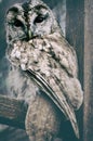 Wild owl. Wild nature image Royalty Free Stock Photo