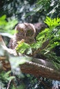 Wild owls in a tree alongside the Boise River in Boise, Idaho