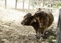 Wild ox farm Royalty Free Stock Photo
