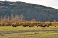 Group of Wild Oxen in Alaska